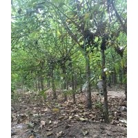 紅梅品種中***的品種是哪種，價(jià)格是多少