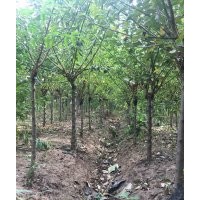 10公分紅梅樹，廠家直銷，批發(fā)價(jià)格350元