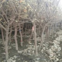 臘梅基地獨桿臘梅的價格