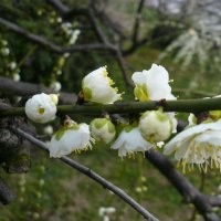 江蘇綠梅的市場報價及產地