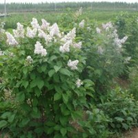 丁香基地叢生丁香的價格