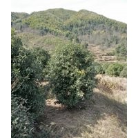 叢生八月桂大規(guī)格4/5米及四季桂叢生4/5米冠幅出售