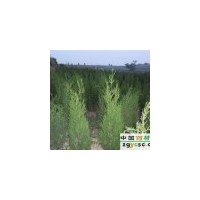 占地側柏 占地蜀儈