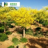 河北金葉槐,矮桿金葉槐,高接金葉槐價格