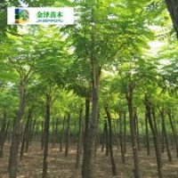 河北紅花刺槐-紅花刺槐供應商-10公分紅花刺槐