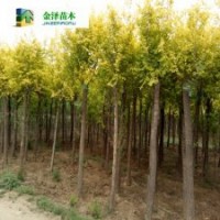 河北金葉榆..金葉榆報價..金葉榆產(chǎn)地