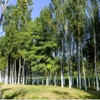 出售新疆楊、銀中楊、斷干大帽楊樹、京桃