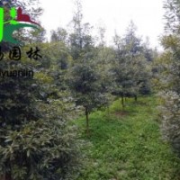 四川正宗小葉楨楠 小葉楨楠最新價格