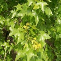 供應(yīng)叢生五角楓 3-20公分園林綠化叢生苗 歡迎選購