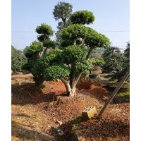 貴州 云南供應(yīng)商造型楊梅樹20-30-40公分楊梅樹球