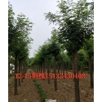 12公分刺槐價(jià)格多少