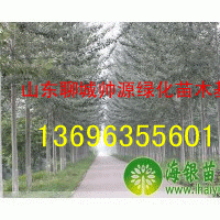 毛白楊-山東毛白楊-13696355601窄冠毛白楊