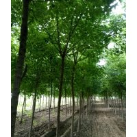 出售五角楓3---9公分