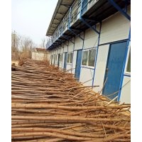 河北火炬樹(shù)