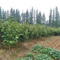 供應(yīng)自家紅白黃玉蘭