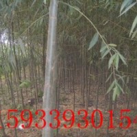 柳樹(shù) 速生柳 黃柳 垂柳 旱柳 饅頭柳 樟河柳