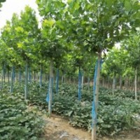 法桐樹_法桐價格_法桐圖片