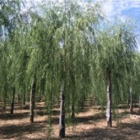 青皮垂柳_青皮垂柳價(jià)格_青皮垂柳價(jià)格