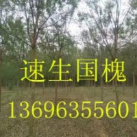 國槐-山東國槐-國槐價格-速生國槐-冠縣國槐