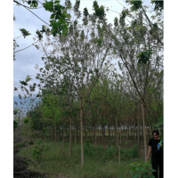 10公分速生國槐精品