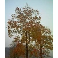 湖南20公分杜仲今年多少錢一顆 杜仲基地