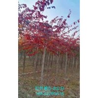 出售紅葉榆5-8公分