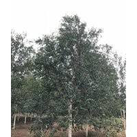 歐洲白樺10cm-16cm