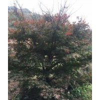供應(yīng)羽毛楓櫻花海棠紅楓雞爪槭紅梅桂花無患子