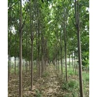 緊急出售3-5公分楸樹