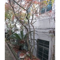 供應(yīng)精品雞爪槭紅楓海棠桂花羽毛楓櫻花紅梅