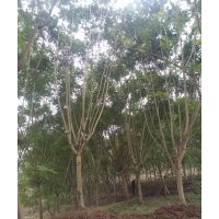 出售，藍(lán)花楹