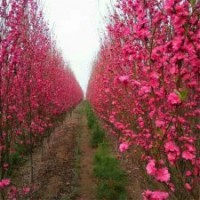 供應(yīng)龍柱碧桃 5-6公分帚桃 7-8公分招手桃