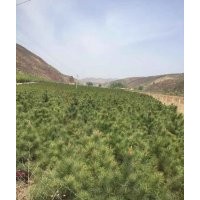 樟子松、油松，2米、2.5米、3米的