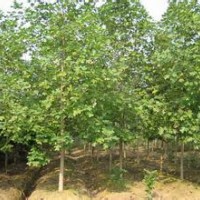 安徽胸徑10公分13公分17公分馬褂木價格