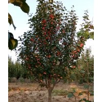 八棱海棠樹(shù)價(jià)格