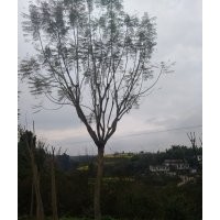 出售藍(lán)花楹