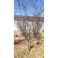 北美海棠，西府海棠，平枝栒子，紅瑞木，大葉黃楊，連翹，丁香