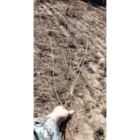 迎春，紅瑞木，大葉黃楊，連翹，丁香，金葉女貞，小葉黃楊，金葉