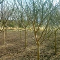 南京地徑5公分6公分紫薇價格 南京紫薇基地