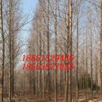 14公分水杉 13公分水杉樹