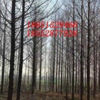 17公分水杉 18公分水杉樹