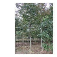 自產(chǎn)自銷15公分楓香價格 南京楓香產(chǎn)地