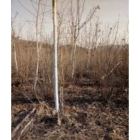 供應(yīng)大量適合北方地區(qū)綠化苗木。白樺，樟子松，百花花楸，紫葉稠