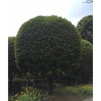 雞爪槭紅楓大規(guī)格羽毛楓羅漢松紅梅三角楓出售