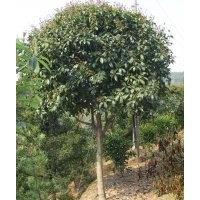 湖南花木香樟 桂花 羅漢松 廣玉蘭 狀元紅丹桂