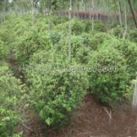 火棘的市場(chǎng)行情是怎樣的，多少錢(qián)一棵