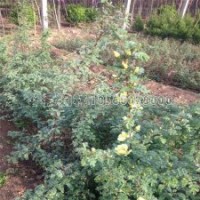 最新刺玫花苗價(jià)格表及基地實(shí)拍圖