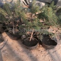 云杉的價(jià)格