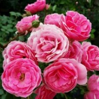 供應(yīng)歐月艾拉絨球四季開花月季花苗