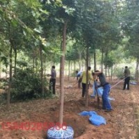 五角楓 直徑4至10CM 冠大 2米以上